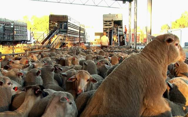 مصر تعلن السيطرة على الحمى القلاعية بتحصين 9.7 مليون رأس ماشية