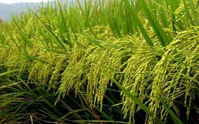 بوضع قيود على "الأرز".. الزراعة العراقية: استمرار تنفيذ الخطة الصيفية