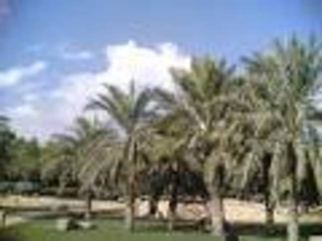 بحث وضع خطة تنفيذية لعمل مشروع تطوير النخيل في الخليج لخمس سنوات قادمة