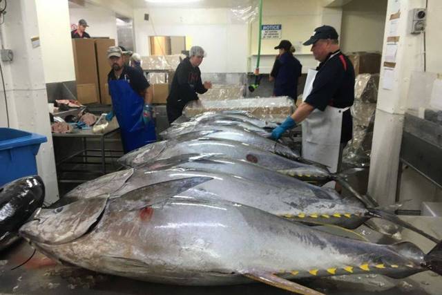 صادرات الصيد البحري بتونس ترتفع بنهاية نوفمبر