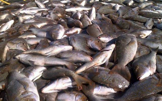 مسؤول مغربي: زيادة إنتاج الأسماك لـ50 ألف طن قابل للتحقيق