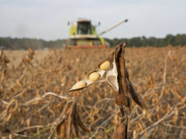 زراعة فول الصويا