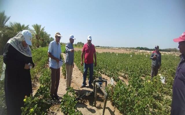 الزراعة المصرية: نجاح تجارب زراعة القطن في صحراء جنوب سيناء لأول مرة