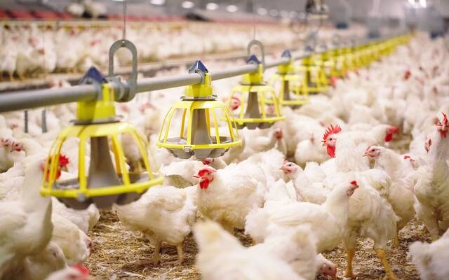 مذكرة تفاهم سعودية لتطبيق بدائل حيوية للمضادات التقليدية في قطاع الدواجن