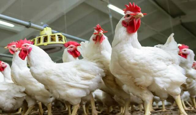 شعبة الدواجن بمصر: 80 جنيهاً سعر عادل للكيلو بعد تجاوز الأزمات