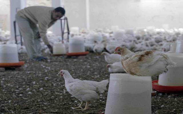 Ismailia Poultry turns to losses in Q1