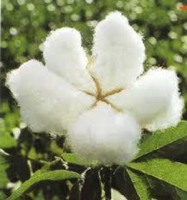 Arab Cotton Ginning H1-FY13/14 profit declines by 49%