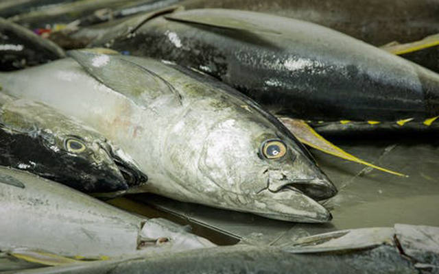 "الأسماك العُمانية" تستثمر في مصنع لتعليب التونة والسردين