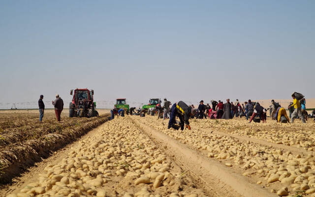 الزراعة المصرية تطلق خدمة "تابع مزرعتك" لمساندة مزارعي البطاطس
