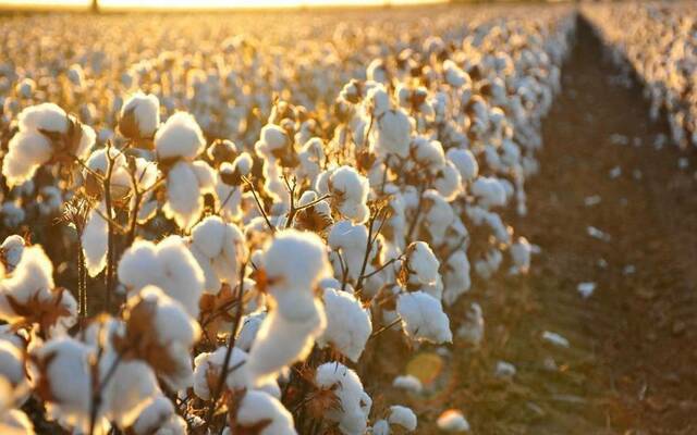 Arab Cotton Ginning sees higher standalone losses in Q1-FY22/23