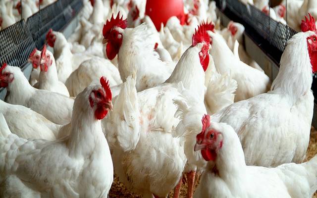 السعودية والإمارات والعراق بصدارة قائمة مستوردي الدجاج البرازيلي بـ1.7مليار دولار