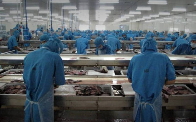 خطوط إنتاج الصناعات السمكية