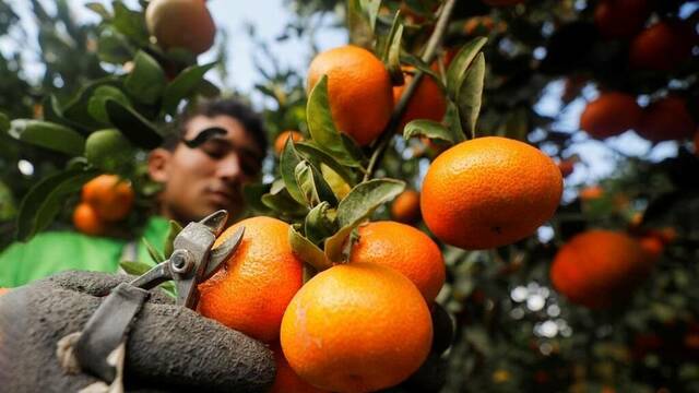 موالح مصرية