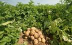 مزرعة بطاطس في مصر-أرشيفية