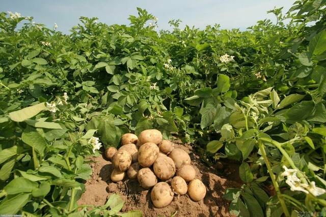 الزراعة: صادرات مصر من البطاطس تسجل 650 ألف طن خلال الموسم التصديري الحالي