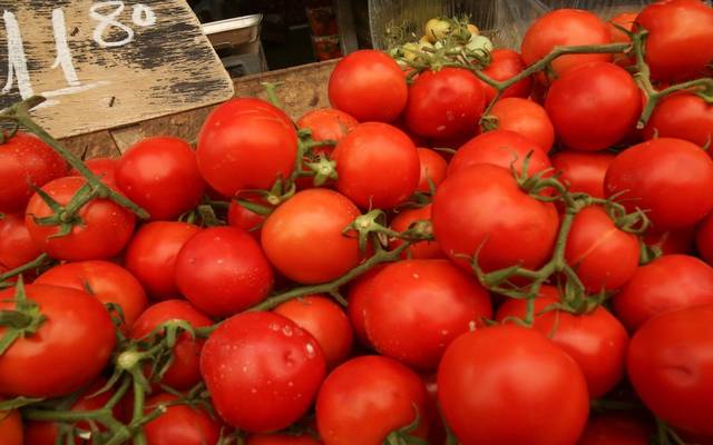 الزراعة العراقية: تصدير 5 آلاف طن من الطماطم إلى السعودية