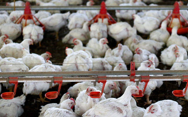 RAK Poultry & Feeding posts higher Q1 profits