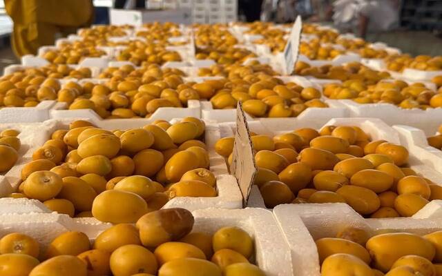 الصندوق الزراعي يطلق برنامجاً تمويلياً لتوفير قروض قصيرة الأجل لشراء التمور