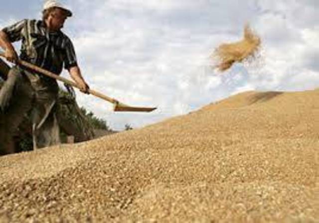Russia may fail to supply wheat to Egypt in Jan