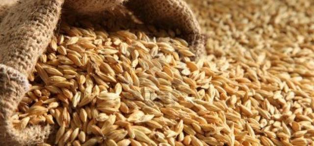 SAGO to buy 780,000 tonnes of feed barley