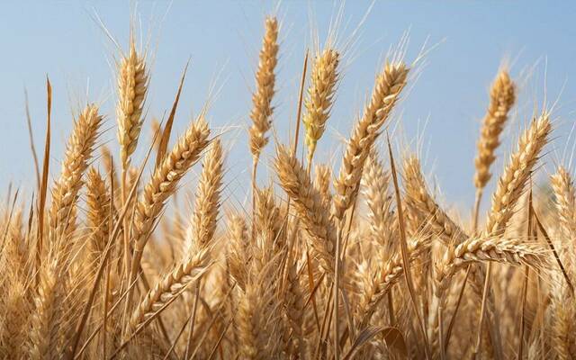 زراعة القمح