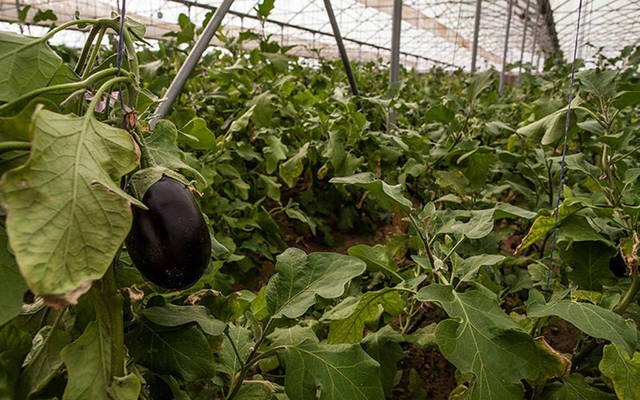 "أسعار المنتجين الزراعيين" بالأردن يتراجع 5.9% خلال 2018