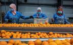 صادرات البرتقال المصري