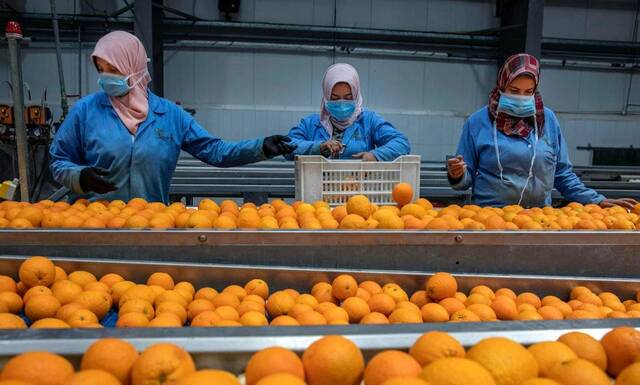 صادرات البرتقال المصري