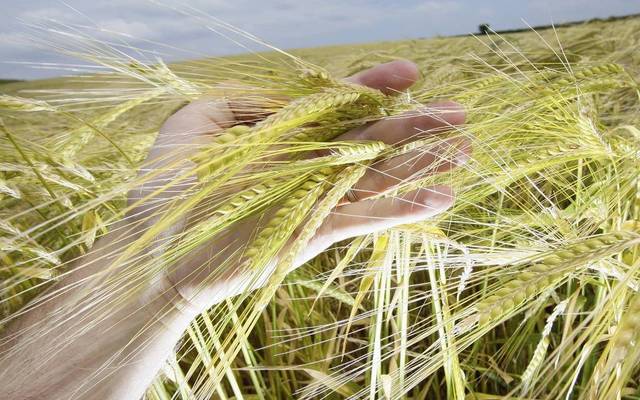 "سالك" السعودية تدرس الاستثمار في "سيستيما" الروسية لإنتاج الحبوب