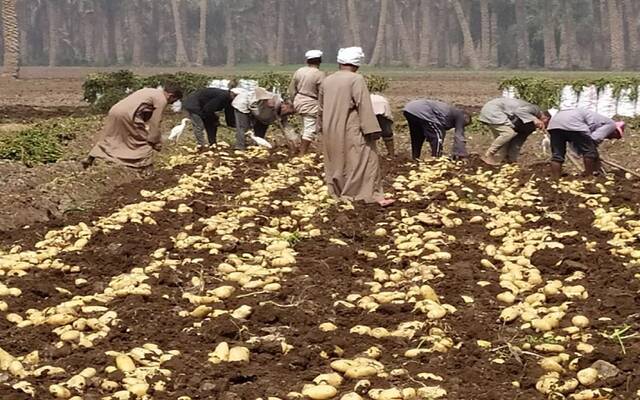 التمثيل التجاري: زيادة صادرات مصر من البطاطس إلى لبنان بنسبة 60% في 2024