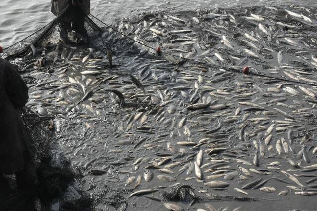 حصاد مزرعة برسيق