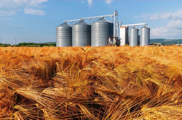 مصر تستهدف مضاعفة قدرتها على تخزين الحبوب لـ 8 ملايين طن خلال 4 سنوات