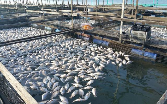 مصر والجزائر توقعان اتفاقية تعاون بمجال الزراعة والاستزراع السمكي