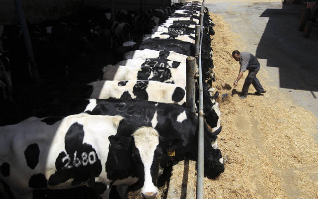 Dhofar Cattle Feed’s shareholders nod to 5% cash dividends