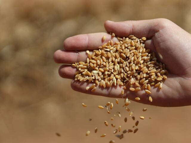 واردات القمح المصرية ترتفع بنحو 21% في الربع الأول 2024