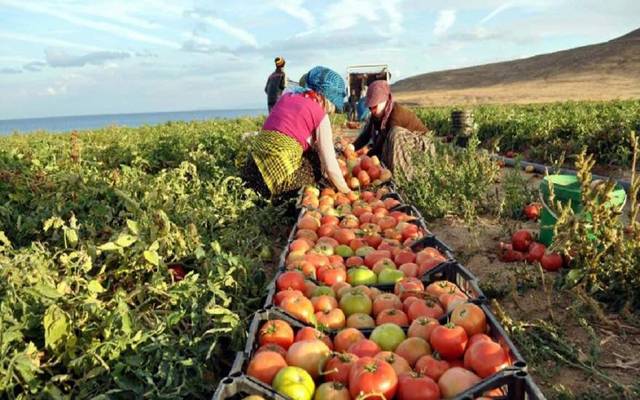 مساهمو الدولية للمحاصيل الزراعية يوافقون على بيع فيركيم مصر للأسمدة