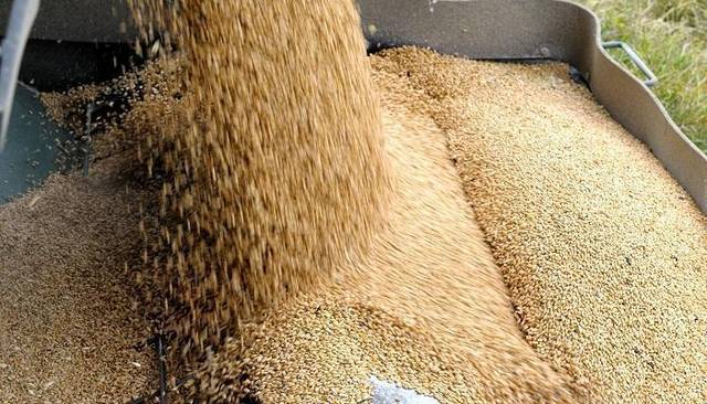 "الحبوب السعودية" تستكمل تسلم القمح من المزارعين للموسم الحالي 2021