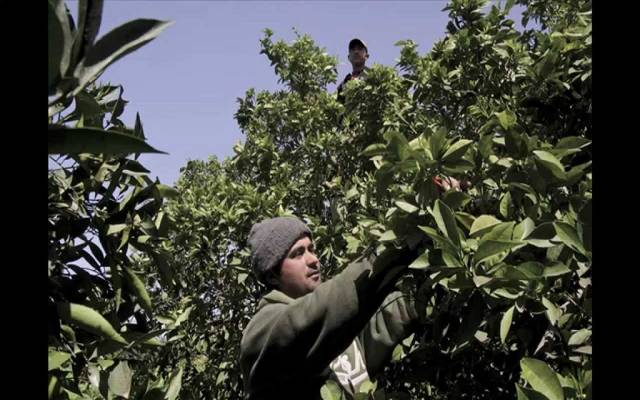 الأردن تفتح باب الاستقدام للعمالة الزراعية الوافدة بشروط