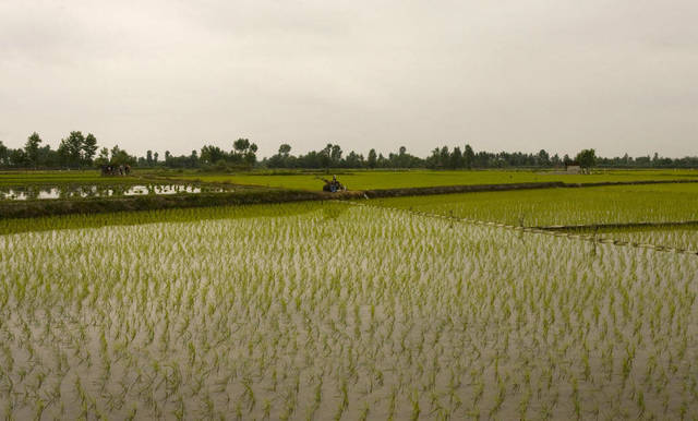 "بلتون": تحرير قطاع الأسمدة سيؤثر سلباً على النشاط الزراعي