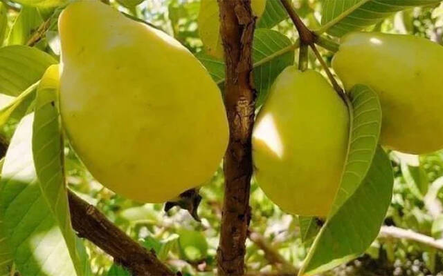 زراعة الجوافة في الأردن