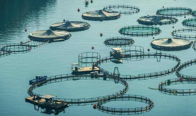 Egypt teams up with Norway’s Sterner to build aquaculture complex