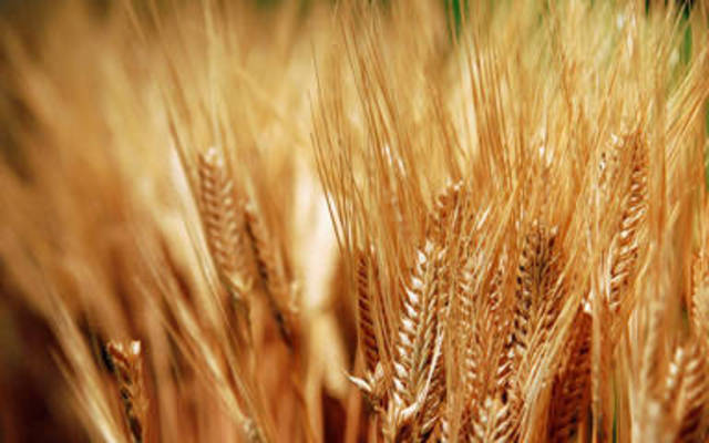 Golden Wheat Mills turns to losses in 9M