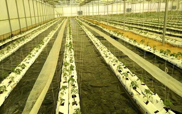 International Agricultural Products logs EGP 122m profit in FY18/19