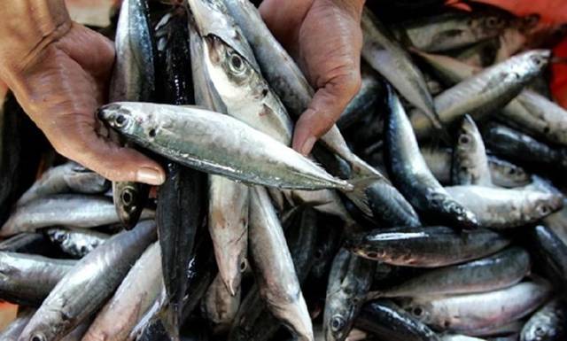 Egypt targets to raise fish production to 2m tonnes by 2030 – Minister