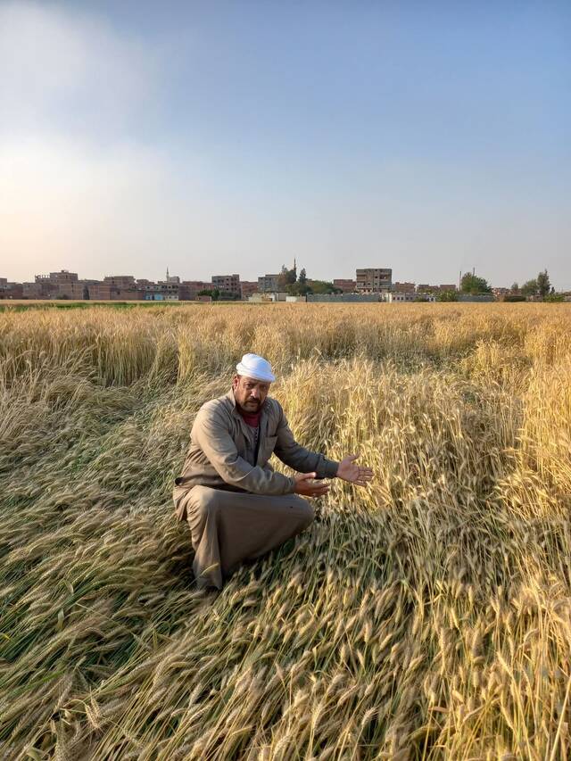 فلاح وسط حقول القمح في مصر