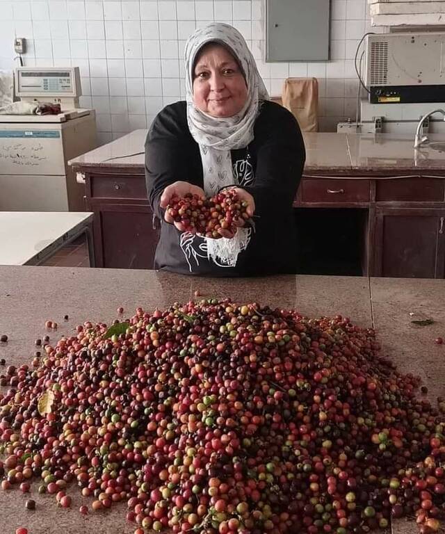 محصول البن بعد نجاح زراعته في مصر