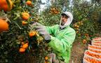 مزارع يجمع ثمار البرتقال - أرشيفية