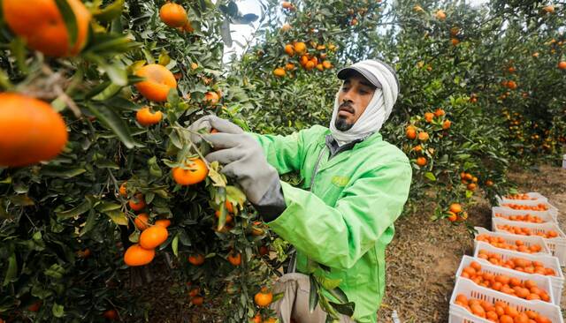 مزارع يجمع ثمار البرتقال - أرشيفية