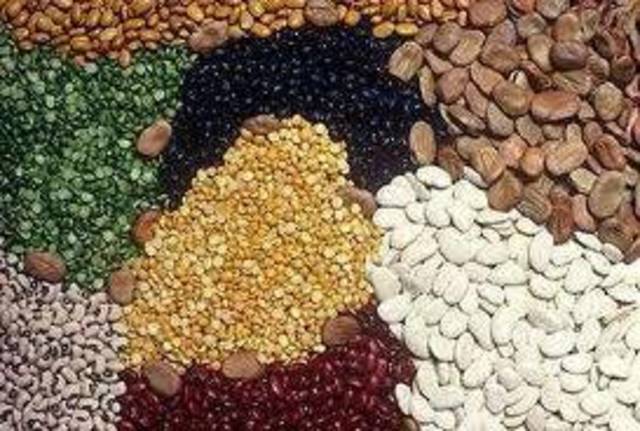 مليون و246 ألف قنطار .. تقديرات صابة الحبوب بزغوان للموسم الفلاحي