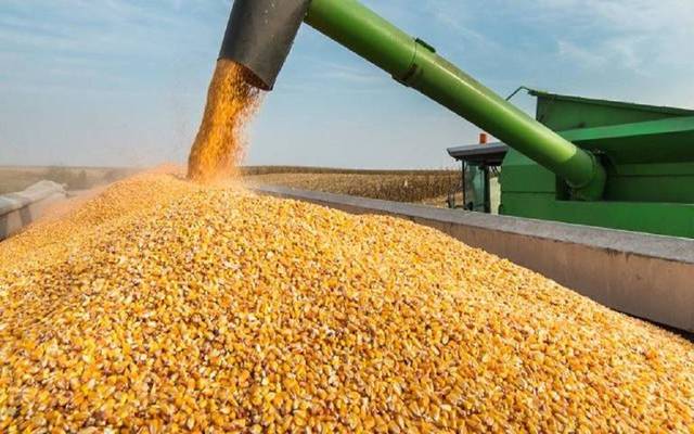 Egyptian government receives 3m tonnes of local wheat